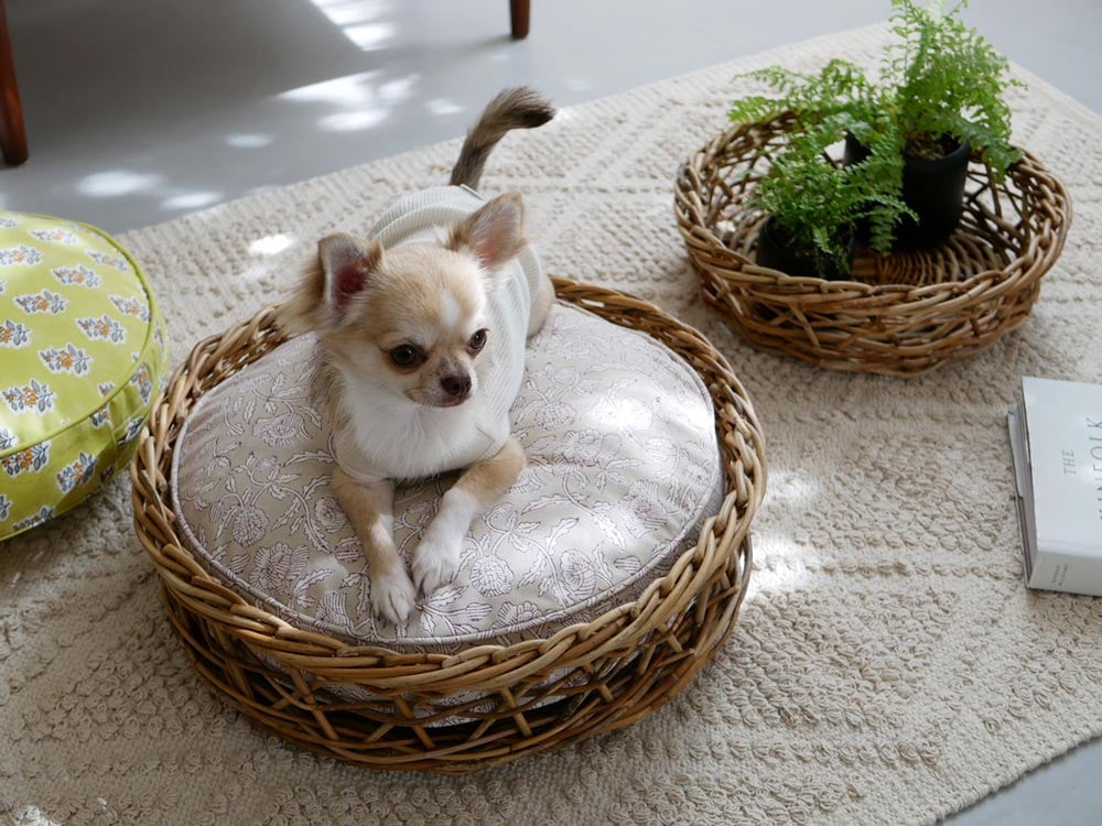 籐バスケットでくつろぐ子犬