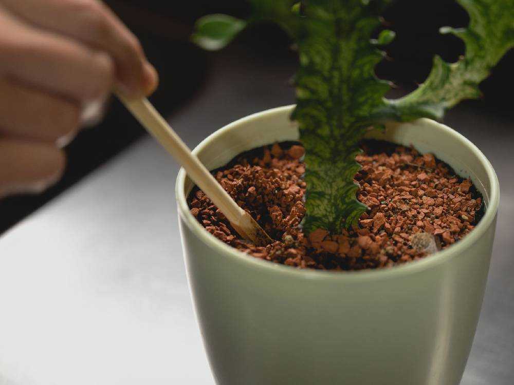 アマブロの耐熱ガラス自動給水器と観葉植物