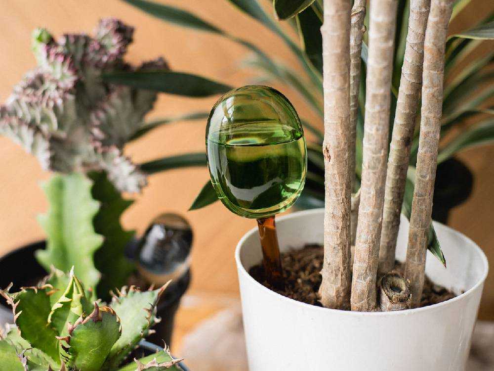 ガラス製自動給水器に飾られた多肉植物とサボテン