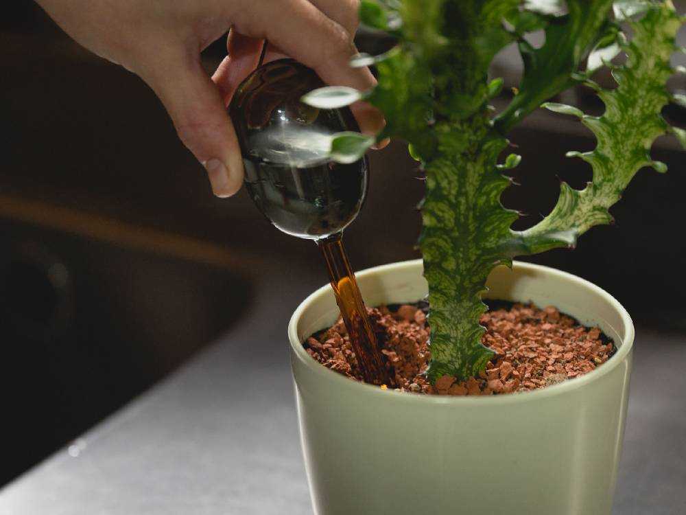 耐熱ガラス製自動給水器と花鉢、サボテン