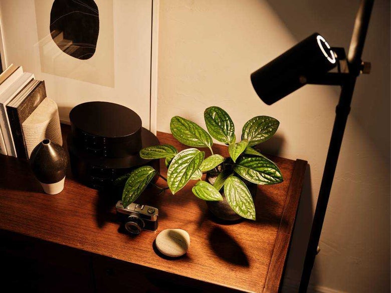 花瓶と植物を飾ったスポットフロアライトセット