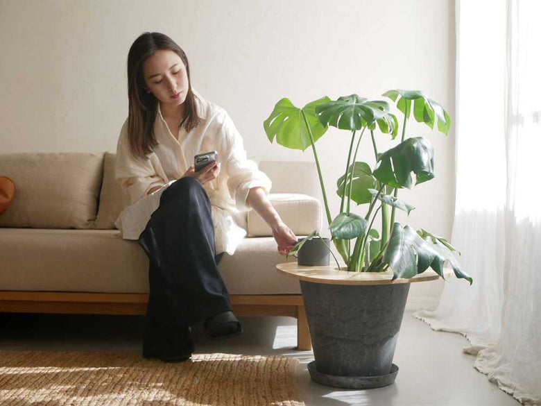 リビングに飾られたアラム植物のプラントポット