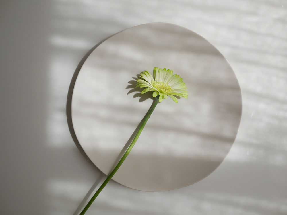 美強皿セット：ディナー、サラダ、アペタイザー、ローボウル