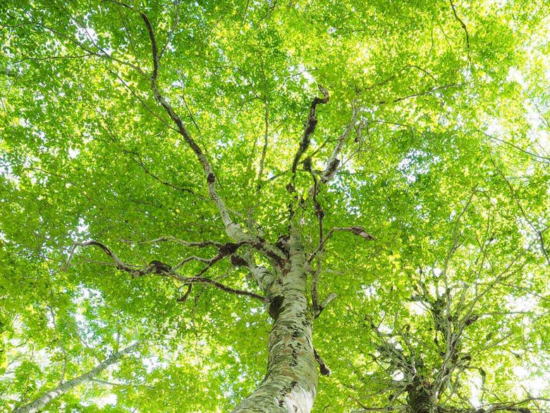 BUNACOの2WAYティッシュボックス SWING、天然木製