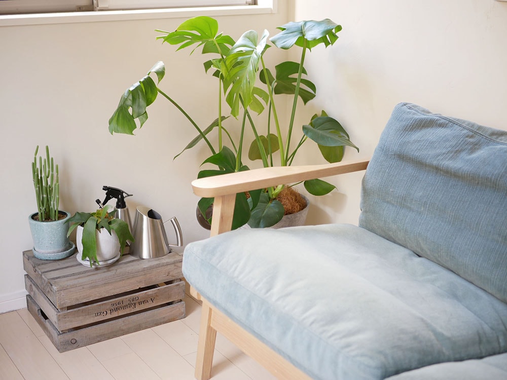 SALUS/セイラスのステンレス製ミッテ ジョーロが観葉植物と共にリビングルームのテーブルに飾られている