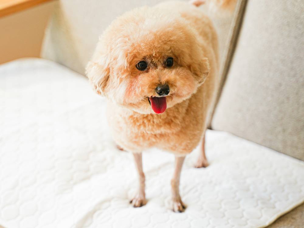 INULABO/犬ラボ】くり返し洗えるペットシーツ｜【公式】ひなたライフ