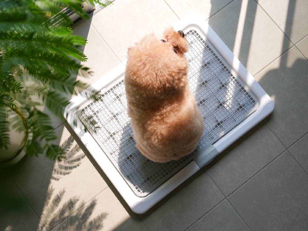 INULABO/犬ラボ】足濡れ0（ゼロ）高床式トイレトレー｜【公式】ひなた