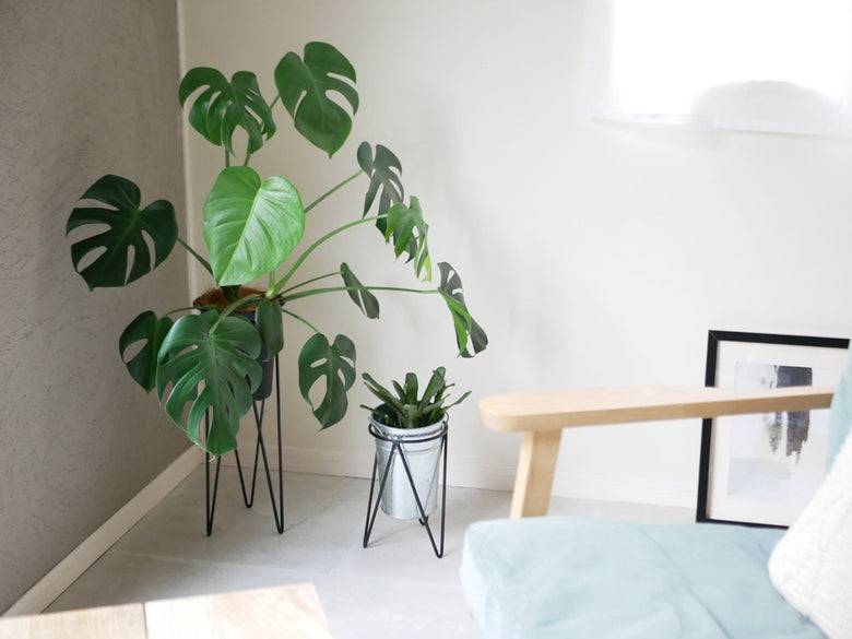 アイアン製ポットスタンドにサイスチーズプラントを飾った室内シーン