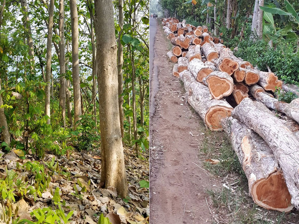 Comore Sun製チークの立てかけコンソールテーブル