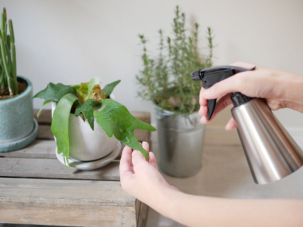 SALUS（セイラス）ミッテ ジョーロ、ステンレス製の花瓶に美しくアレンジされた室内植物