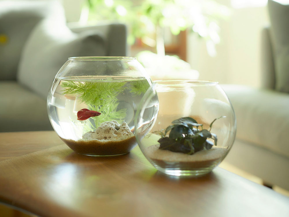 ホーンプリーズ製 リューズガラスドーム