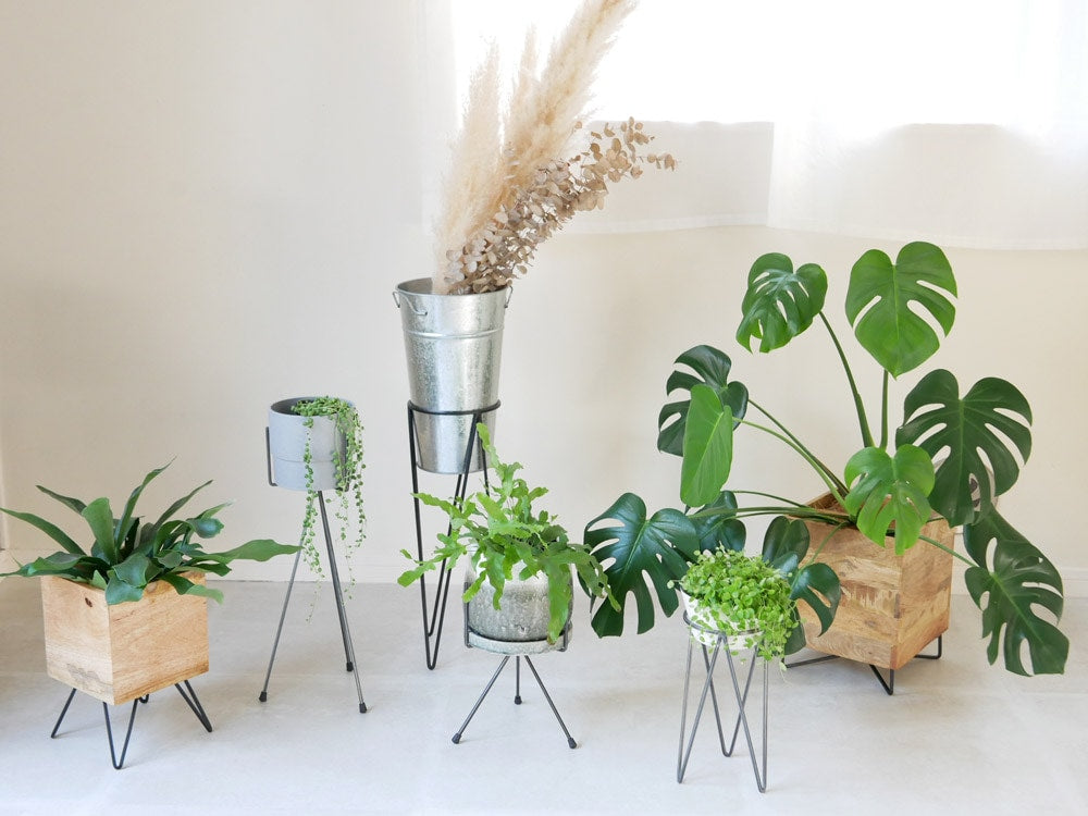 アイアン製トライポッドスタンドに多肉植物を配置