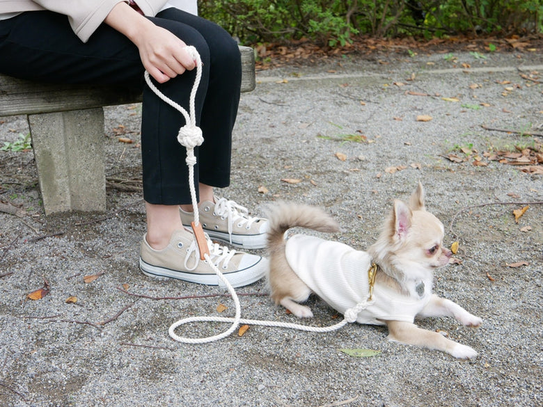 TOOLS FOR THE DOGの手染めドッグリーシュを装着した小型犬が公園を散歩している様子