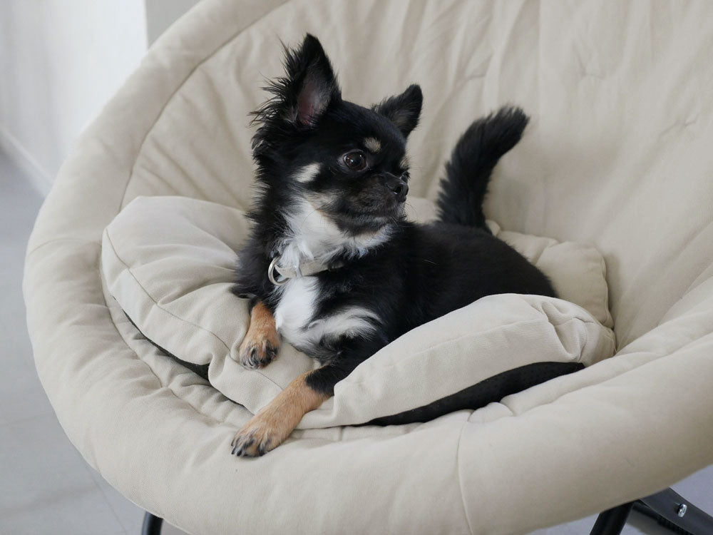 灰色の犬が快適なビーンバッグ型キャンバスクッションでくつろいでいる様子