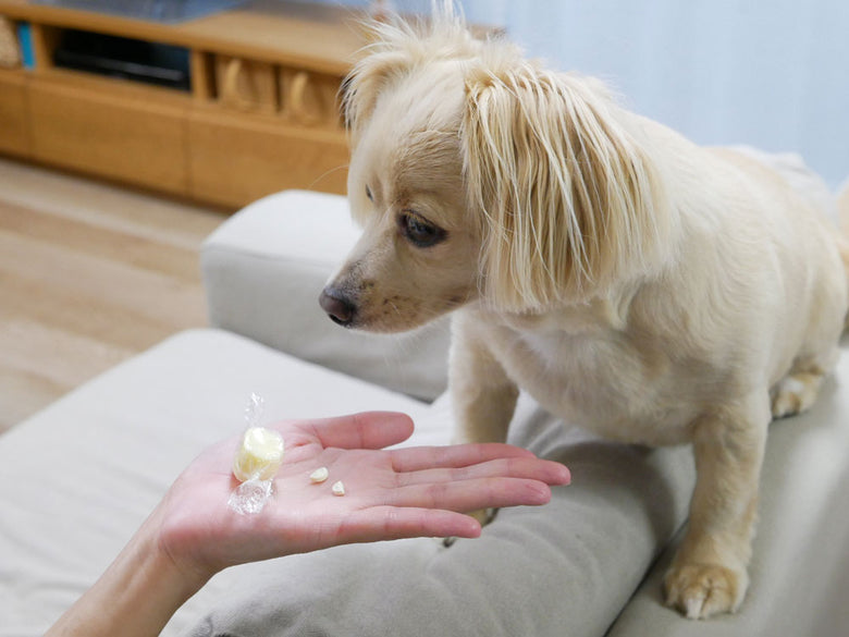 フサフサの毛を持つカニダエ科の働犬が正面を向いている姿