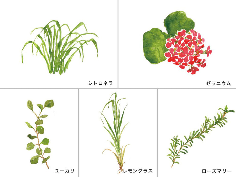 ゼラニウムの茎と花の写真